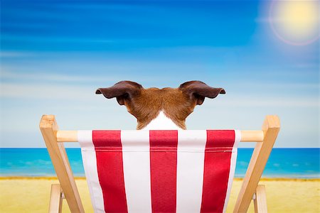 simsearch:400-07055937,k - jack russell dog on a  beach chair or hammock at the beach relaxing  on summer vacation holidays, ocean shore as background Foto de stock - Royalty-Free Super Valor e Assinatura, Número: 400-08551586