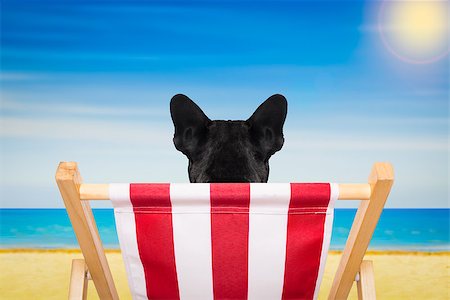 simsearch:400-07055937,k - french bulldog dog on a  beach chair or hammock at the beach relaxing  on summer vacation holidays, ocean shore as background Foto de stock - Royalty-Free Super Valor e Assinatura, Número: 400-08551587