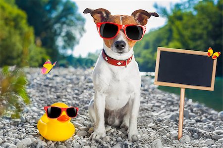 funny river animal - jack russell dog on summer vacation holidays at the river, rubber duck and placard or blackboard included Stock Photo - Budget Royalty-Free & Subscription, Code: 400-08551589