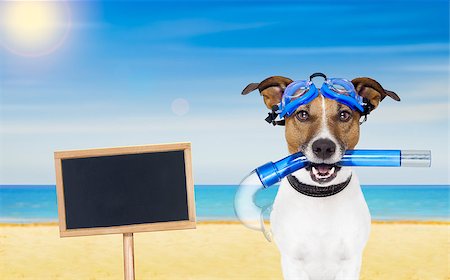 simsearch:400-05362195,k - Snorkeling scuba diving jack russell dog  with mask  snorkel at the beach on summer  vacation holidays, blank blackboard or placard to the side Foto de stock - Royalty-Free Super Valor e Assinatura, Número: 400-08551590