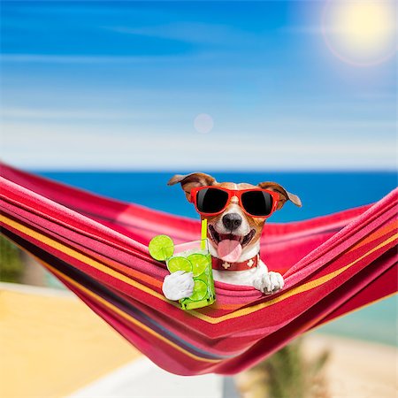 simsearch:400-08159708,k - jack russell dog relaxing on a fancy red  hammock  with caipirinha cocktail, on summer vacation holidays at the beach Foto de stock - Royalty-Free Super Valor e Assinatura, Número: 400-08551591