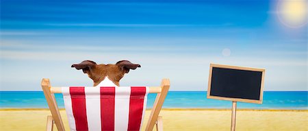 simsearch:400-08159708,k - jack russell dog on a  beach chair or hammock at the beach  relaxing on summer vacation holidays, ocean shore as background, blackboard or placard included Foto de stock - Royalty-Free Super Valor e Assinatura, Número: 400-08551592