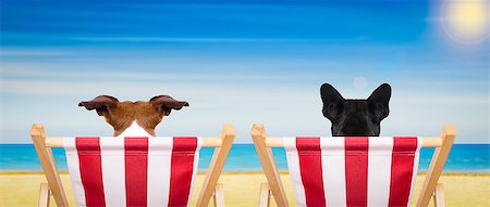 couple of  dogs  on a  beach chair or hammock at the beach relaxing  on summer vacation holidays, ocean shore as background Stock Photo - Budget Royalty-Free & Subscription, Code: 400-08551593