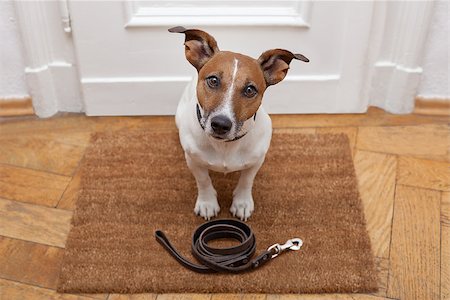 dog and naughty - jack russell dog  waiting a the door at home with leather leash, ready to go for a walk with his owner Stock Photo - Budget Royalty-Free & Subscription, Code: 400-08551605