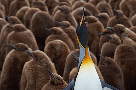 Adult King Penguin (Aptenodytes patagonicus) standing amongst a large group of nearly fully grown chicks at Volunteer Point in the Falkland Islands. Foto de stock - Super Valor sin royalties y Suscripción, Código: 400-08551926