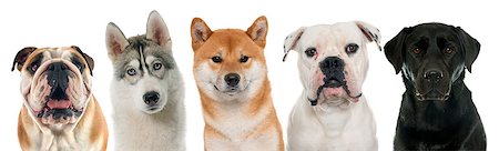 simsearch:400-07918901,k - five purebred dogs in front of white background Stockbilder - Microstock & Abonnement, Bildnummer: 400-08552528