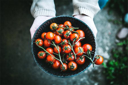 simsearch:400-06384379,k - Tomato harvest. Farmers hands with freshly harvested tomatoes. Stock Photo - Budget Royalty-Free & Subscription, Code: 400-08552542