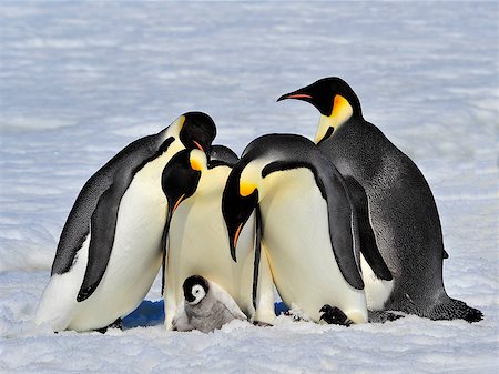 simsearch:400-04128220,k - Emperor Penguins with chick fight for adopting Fotografie stock - Microstock e Abbonamento, Codice: 400-08552694