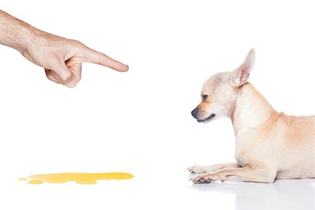 potty-training - chihuahua dog being punished for urinate or pee  at home by his owner, isolated on white background Stock Photo - Budget Royalty-Free & Subscription, Code: 400-08552721
