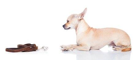 floor dog kid - chihuahua dog waiting for a walk with owner, begging   , isolated on white background Stock Photo - Budget Royalty-Free & Subscription, Code: 400-08552722