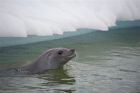 simsearch:400-06736341,k - Crabeater seals on the ice in Antarctica Foto de stock - Super Valor sin royalties y Suscripción, Código: 400-08552921