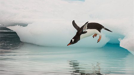 simsearch:400-08507283,k - Gentoo Penguin jumping in the water from iceberg in Antarctica Fotografie stock - Microstock e Abbonamento, Codice: 400-08552923