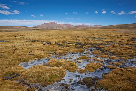 Wetland area, also known as a bofedal in Spanish, on the Altiplano of northern Chile in Lauca National Park. In the background is the dormant Taapaca volcano (5860 m). Stock Photo - Budget Royalty-Free & Subscription, Code: 400-08552939