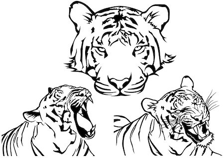 simsearch:400-09051026,k - Tiger Tattoo Drawings - Black and White Illustrations, Vector Photographie de stock - Aubaine LD & Abonnement, Code: 400-08553405