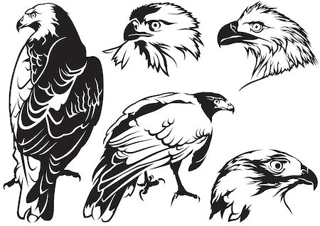 drawing eagle clipart - Eagle Tattoo Drawings - Black and White Illustrations, Vector Stock Photo - Budget Royalty-Free & Subscription, Code: 400-08553400