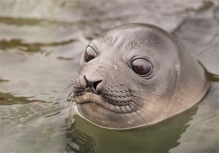 simsearch:400-07232278,k - Baby Elephant Seal in the water South Georgia nice look Foto de stock - Royalty-Free Super Valor e Assinatura, Número: 400-08553460