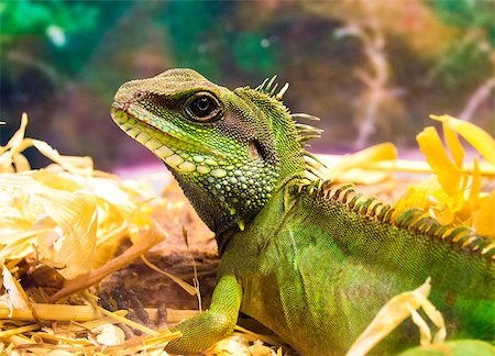 Iguana Stock Photo - Budget Royalty-Free & Subscription, Code: 400-08553607