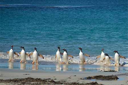 simsearch:862-03736690,k - Gentoo Penguins (Pygoscelis papua) emerging from the sea onto a large sandy beach on Bleaker Island in the Falkland Islands. Stock Photo - Budget Royalty-Free & Subscription, Code: 400-08553653