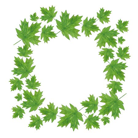 drawn images of maple leaves - Watercolor summer maple leaves wreath on white background. Isolated illustration. Organic and natural concept. Spring illustration with copy space. Stock Photo - Budget Royalty-Free & Subscription, Code: 400-08553953