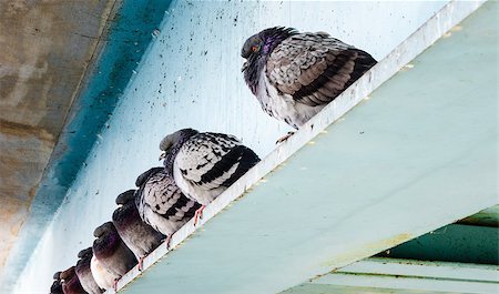 simsearch:640-02773714,k - Row of gray wild pigeons sitting with fluffed feathers on blue steel beam under bridge in winter. Fotografie stock - Microstock e Abbonamento, Codice: 400-08574022