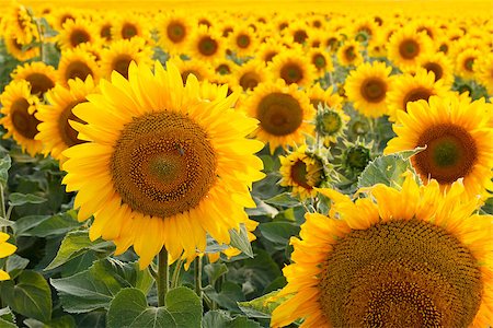 fogen (artist) - Field of sunflowers backlit. Focus in the foreground Stockbilder - Microstock & Abonnement, Bildnummer: 400-08574059