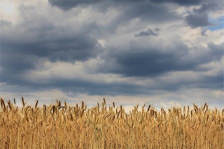 fogen (artist) - closeup ears of wheat against the sky Stockbilder - Microstock & Abonnement, Bildnummer: 400-08574061