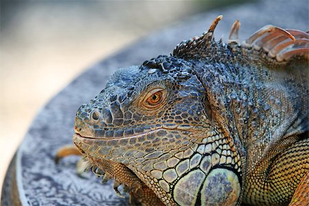 Portrait of a lizard close-up in zoo. Bali. Indonesia Stock Photo - Budget Royalty-Free & Subscription, Code: 400-08574165