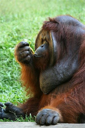 red ape - The orangutan close-up eats a mango Stock Photo - Budget Royalty-Free & Subscription, Code: 400-08574166