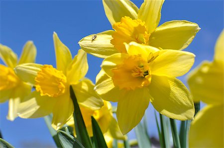 Yellow daffodils on the background of blue sky in early spring Stockbilder - Microstock & Abonnement, Bildnummer: 400-08574160