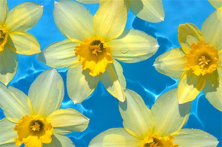 Buds of yellow daffodils in the blue water Stockbilder - Microstock & Abonnement, Bildnummer: 400-08574163