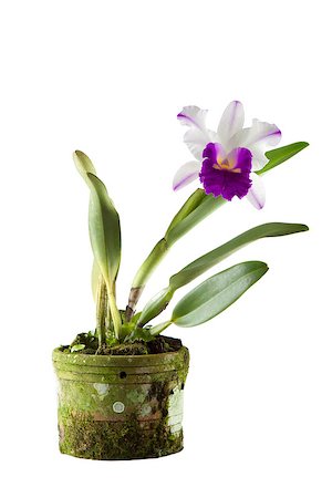 simsearch:400-08011307,k - cattleya orchid in black pot isolated on white background Stock Photo - Budget Royalty-Free & Subscription, Code: 400-08574218