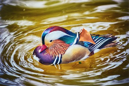 Mandarin Duck on the Water Photographie de stock - Aubaine LD & Abonnement, Code: 400-08574341