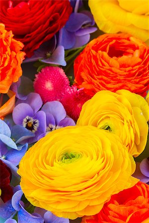 vivid Fresh  Flowers Background - ranunculus, pansies and hortensia Stock Photo - Budget Royalty-Free & Subscription, Code: 400-08574597