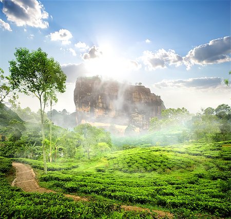 simsearch:6129-09058063,k - Fog over Sigiriya near green tea plantation, Sri Lanka Photographie de stock - Aubaine LD & Abonnement, Code: 400-08574631