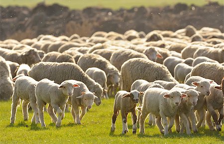 simsearch:400-04672084,k - Flock of sheep on field at sunset Fotografie stock - Microstock e Abbonamento, Codice: 400-08574696