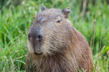 Portret of a capybara in the swamp of Esteros del Ibera, Argentina Foto de stock - Super Valor sin royalties y Suscripción, Código: 400-08574806