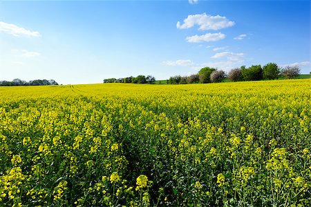 The landscape with field of rapeseed in spring Stock Photo - Budget Royalty-Free & Subscription, Code: 400-08575044