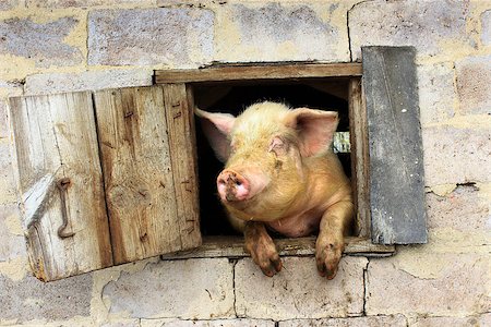 simsearch:614-06043441,k - pig looks out from window of shed on the farm Stock Photo - Budget Royalty-Free & Subscription, Code: 400-08575275