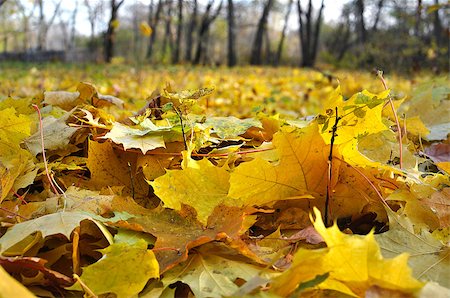 Autumn maple leaves close-up on a background of trees Stockbilder - Microstock & Abonnement, Bildnummer: 400-08575461