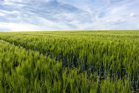 Spring landscape with a green cornfield and the sky Stock Photo - Budget Royalty-Free & Subscription, Code: 400-08575563