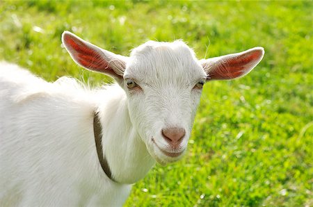 White goat on a sunny meadow summer day Stockbilder - Microstock & Abonnement, Bildnummer: 400-08576021