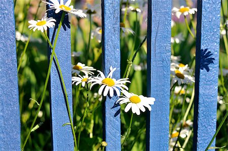 Daisies against a blue wooden fence on a sunny day Stockbilder - Microstock & Abonnement, Bildnummer: 400-08576054