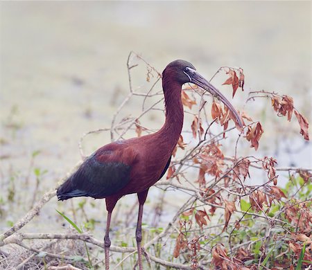 simsearch:400-08572380,k - Glossy Ibis in Florida Wetlands Foto de stock - Super Valor sin royalties y Suscripción, Código: 400-08572374