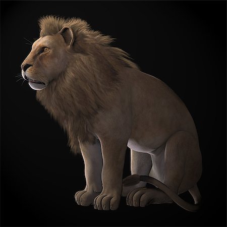 simsearch:862-03890045,k - The African lion male is part of a pride of females and cubs and protects it's territory from other males. Foto de stock - Super Valor sin royalties y Suscripción, Código: 400-08572443