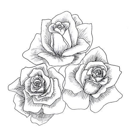 simsearch:400-08572511,k - Highly detailed hand drawn roses isolated on white Photographie de stock - Aubaine LD & Abonnement, Code: 400-08572474