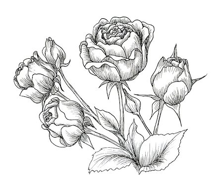 simsearch:400-08572511,k - Highly detailed hand drawn roses isolated on white Photographie de stock - Aubaine LD & Abonnement, Code: 400-08572477