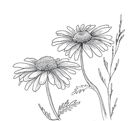 simsearch:400-04160980,k - Camomile hand drawn flowers background, isolated on white Stock Photo - Budget Royalty-Free & Subscription, Code: 400-08572472