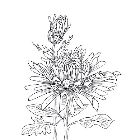 simsearch:400-04160980,k - Flower hand drawn chrysanthemum isolated on white Stock Photo - Budget Royalty-Free & Subscription, Code: 400-08572480