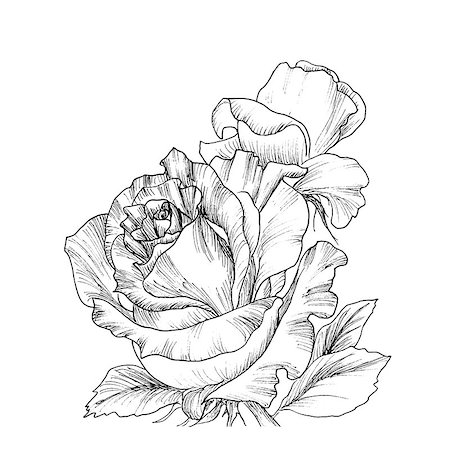 simsearch:400-08572511,k - Highly detailed hand drawn roses isolated on white. Vector. Hand drawn artwork. Love concept for wedding invitations, cards, tickets, congratulations, branding, boutique logo, label. Photographie de stock - Aubaine LD & Abonnement, Code: 400-08572504