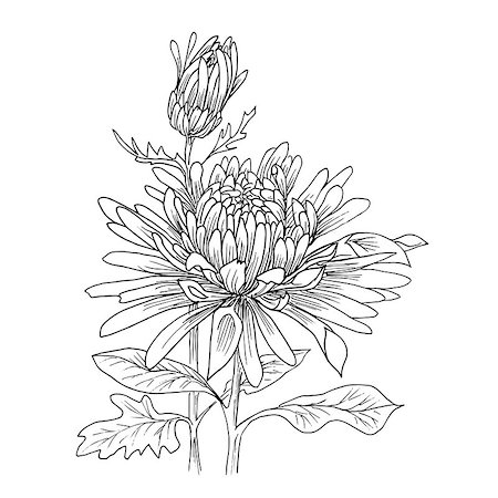 simsearch:400-04160980,k - Flower hand drawn chrysanthemum isolated on white. Vector. Hand drawn artwork. Love concept for wedding invitations, cards, tickets, congratulations, branding, boutique logo, label. Stock Photo - Budget Royalty-Free & Subscription, Code: 400-08572516